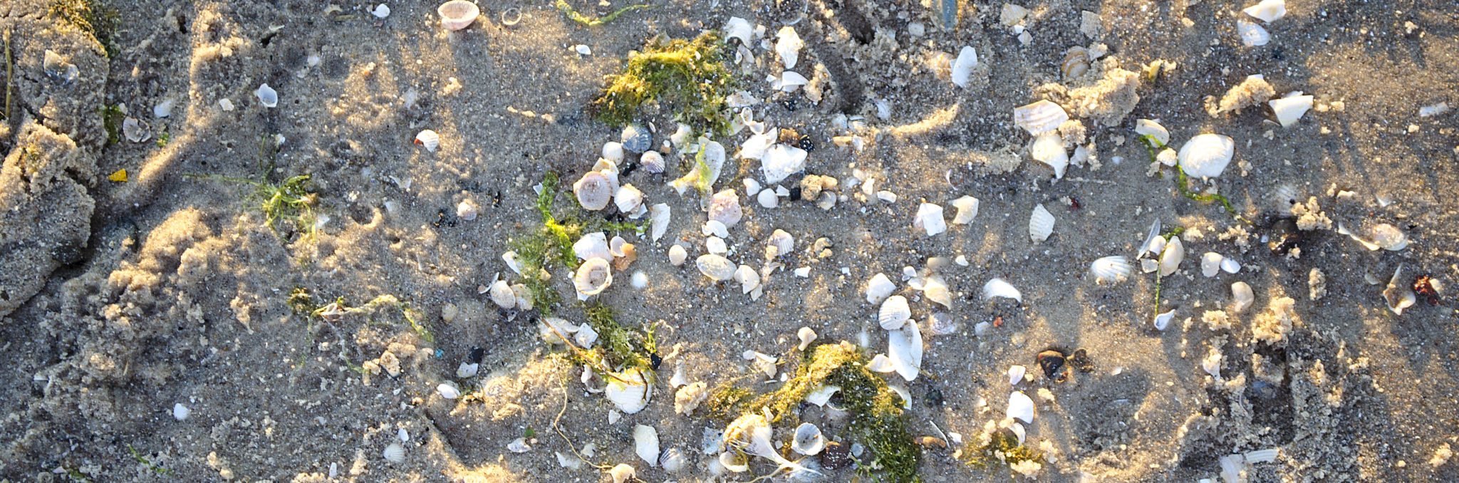 Sand mit Muscheln und Seetang eignen sich nicht für Sandskulpturen