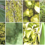 Grün ist in: Greenery ist der Farbtrend von Pantone für 2017